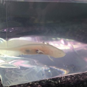 The first day I got Little Buddy!