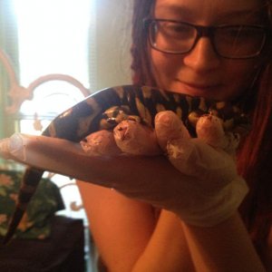 Charmander!