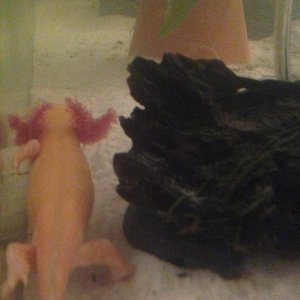 6/5/14- Angel- shes putting weight back on- im hoping for her to continue :)