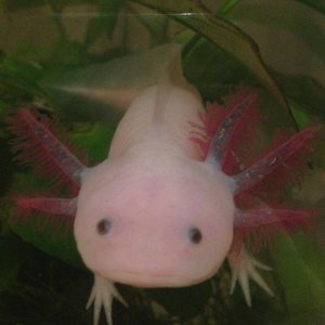 6/5/14- 'baby' is pretty adorable considering the missing gill (got her with only 5 its very slowly growing back)