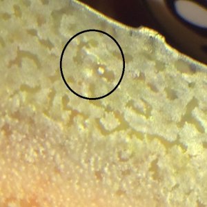 Tank's thingy starts out kinda round and hard 1