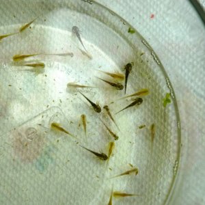 DSC 0201