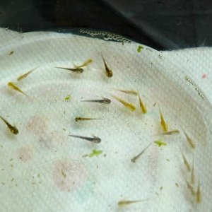 DSC 0202