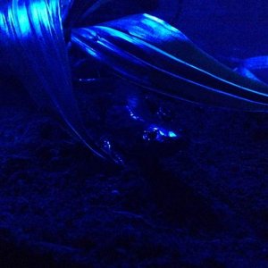 IMG 0246