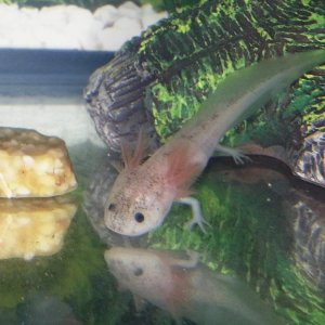 The Lone Water Dragon