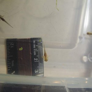 Day 7 May 10: All about 2cm now. Lost my preme and one with a deformed tail but the remaining 6 seem fat and happy :)