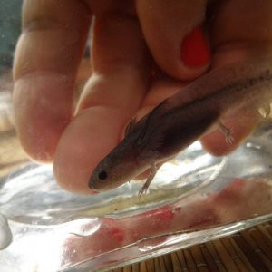 My little no name as of now.  She/he is a melanoid!
