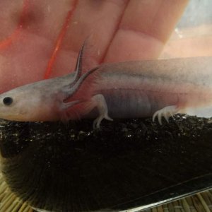 Lilac, about 3" Melanoid