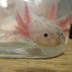 My favorite Axolotl, Calypso! <3 her!  She is about 6 months.