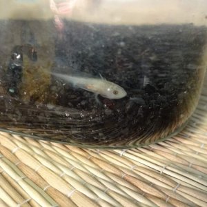 Cute little 3/4" baby!