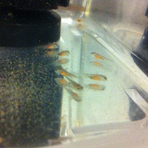 1 day old larvae
