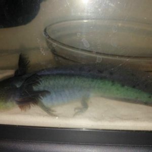 GFP Melanoid