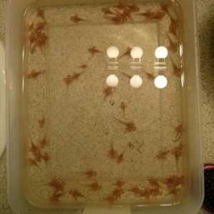 Smaller axy babies from this batch.