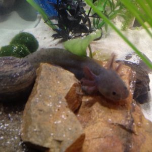Axolotl2