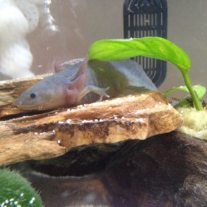 Axolotl