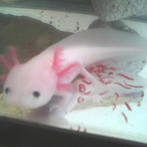 "Pinkerton", my leucistic axolotl (Ambystoma mexicanum). When I received this little girl, he was only about 2.5 inches...now, he's pushing 5.5 in jus