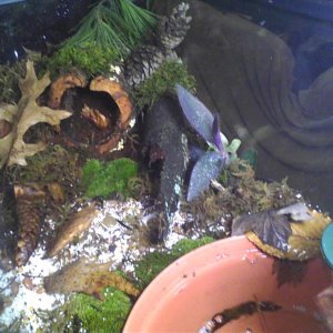 a 20 gallon long "woodland style" terrarium setup for my A. mavortium.