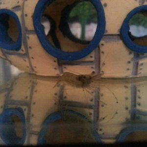 New tank "friend" Bernard.