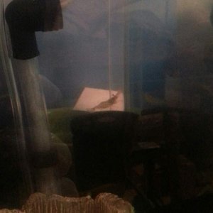 tank "friend" Carl.