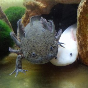 Yoshi and Leucy