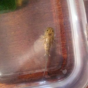 1.5 mons ... Done with brine shrimps and onto live worms. Phew! So much better than hatching the BBS, they are learning to come right up and take them