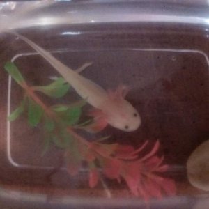 2 mons and doing great! I have two that got heat stroke and are "chill in" in the fridge to help regrow their tails. More pics soon!