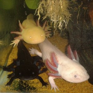 Pan, Smaug and Falcor