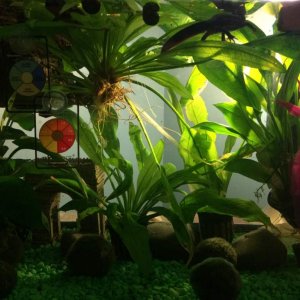 newt tank setup