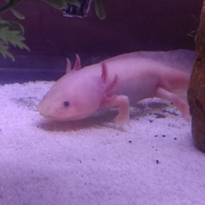 male