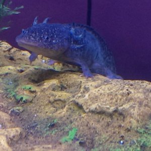female