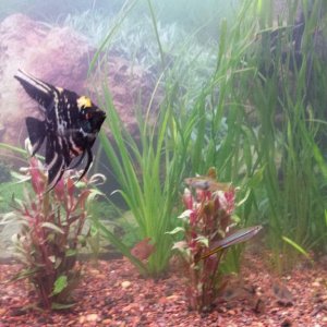 Trying some different plants, tank is a little bare on the other side.