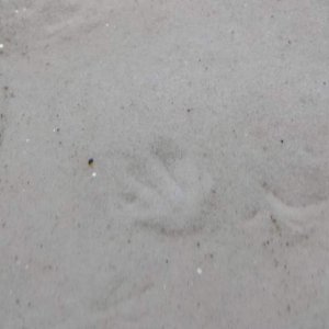 Footprint