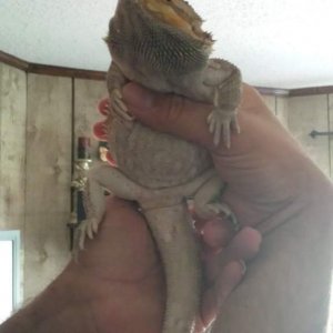 Bink showing his parts.....He wasn't happy with his daddy!!!