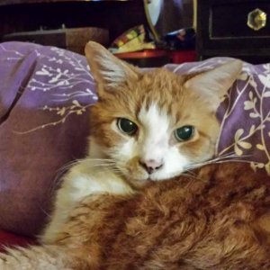 Theo....the old man of the house.  He will be 16 in October.