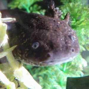 This is Drako, my male