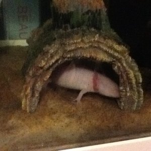 Alice hiding again