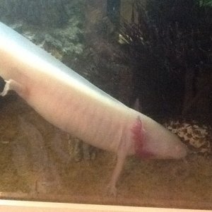 Alice doing a hand stand