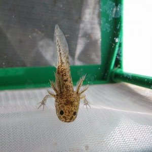 Very small baby wild type
