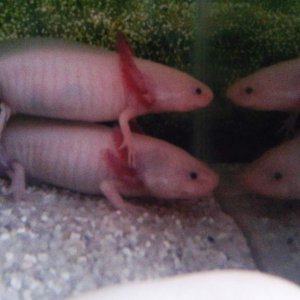 Axie Jenga.