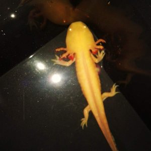 Leo, the day he came home with me.