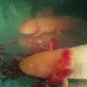 Leo's gill regrowth.