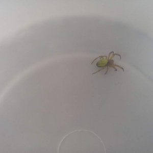 The savior spider