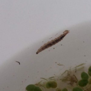 What kind of insect is this?