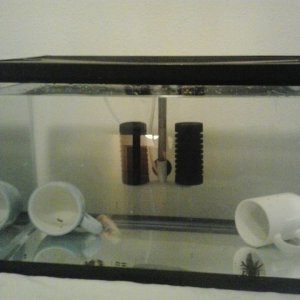 Moved their tank to the living room now that they are use to people
