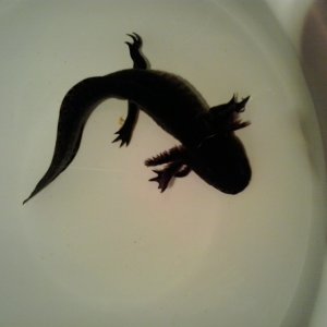Meet little foot our new 13 inch GFP wild male!