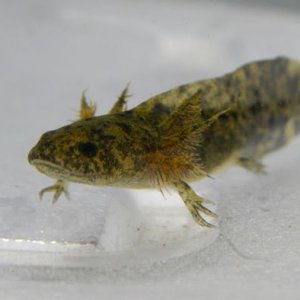 GFP wild type
