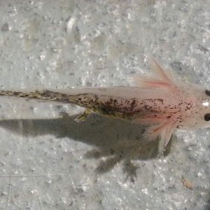 Gem the chimera Axolotl 6.25.14