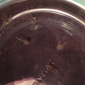 Hatchlings -Day 1!