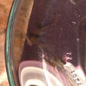 More Hatchlings -Day 1