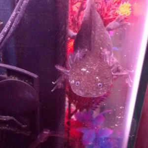 Leibniz, adult female wild type